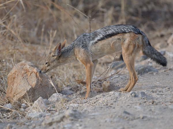 <h3><a href="/trips/tanzania/biota/animalia/chordata/mammalia/carnivora/canidae/canis mesomelas/canis mesomelas-nl.html">Canis&nbsp;mesomelas</a> / Black‑backed&nbsp;jackal / Zadeljakhals</h3>OM-1 Mark II met OLYMPUS M.150-400mm F4.5, 1/2000 sec  bij F4.5, ISO 1250, afstand 28.2&nbsp;m